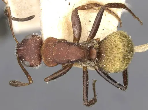 Camponotus auricomus - CASENT0910681