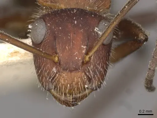 Camponotus auricomus - CASENT0910681