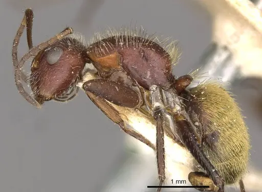 Camponotus auricomus - CASENT0910681