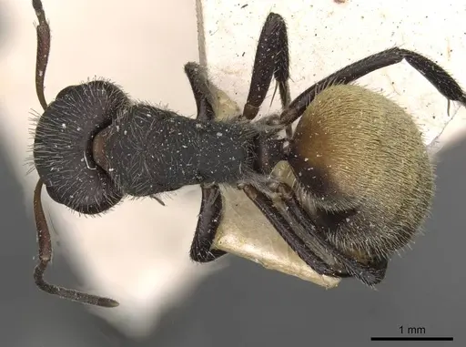 Camponotus auricomus - CASENT0910682