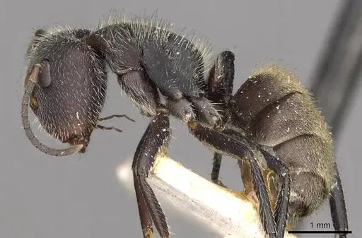 Camponotus auricomus - CASENT0910682