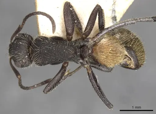 Camponotus auricomus - CASENT0910683