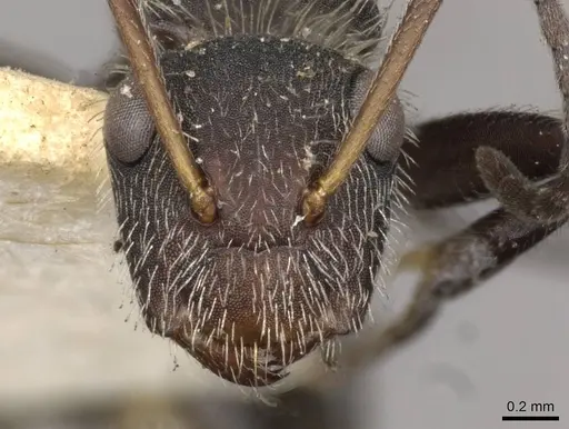 Camponotus auricomus - CASENT0910683