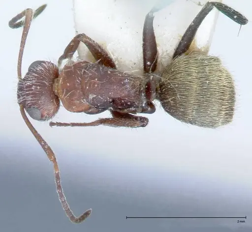 Camponotus auricomus - FOCOL0077-1