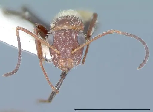 Camponotus auricomus - FOCOL0077-1