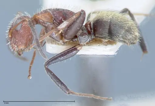 Camponotus auricomus - FOCOL0077-1