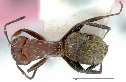 Camponotus auricomus - FOCOL0077-2