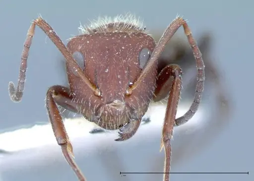 Camponotus auricomus - FOCOL0077-2