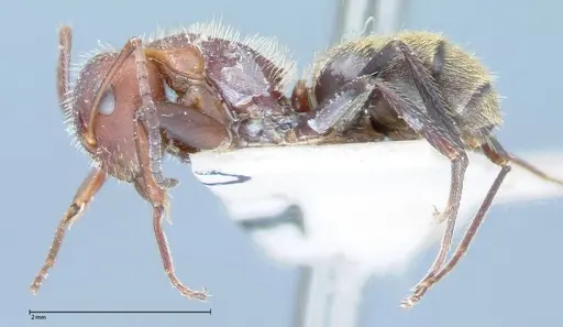 Camponotus auricomus - FOCOL0077-2