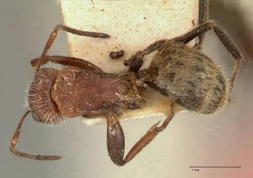 Camponotus auricomus - FOCOL0721
