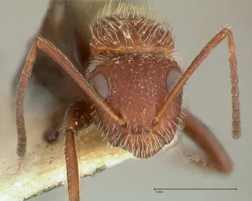 Camponotus auricomus - FOCOL0721