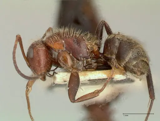 Camponotus auricomus - FOCOL0721