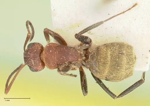 Camponotus auricomus - FOCOL2458