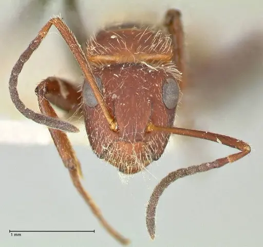 Camponotus auricomus - FOCOL2458