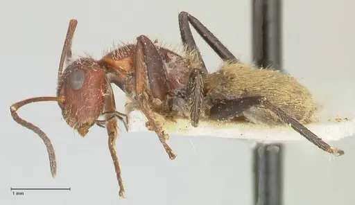 Camponotus auricomus - FOCOL2458