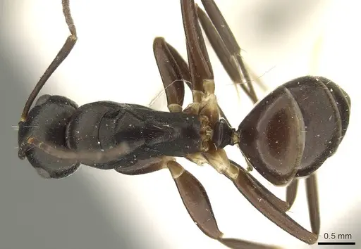 Camponotus auriculatus specimen