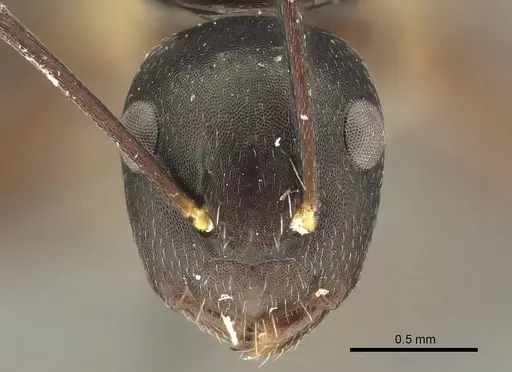 Camponotus auriculatus specimen