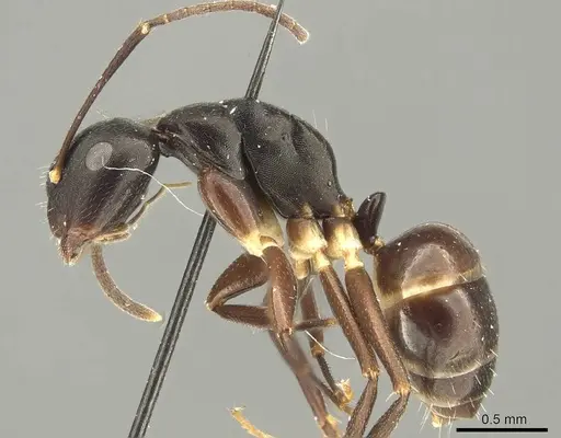 Camponotus auriculatus specimen