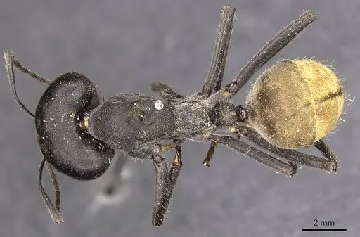 Camponotus auriventris specimen