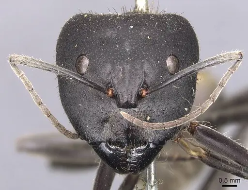 Camponotus auriventris specimen