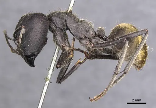 Camponotus auriventris specimen