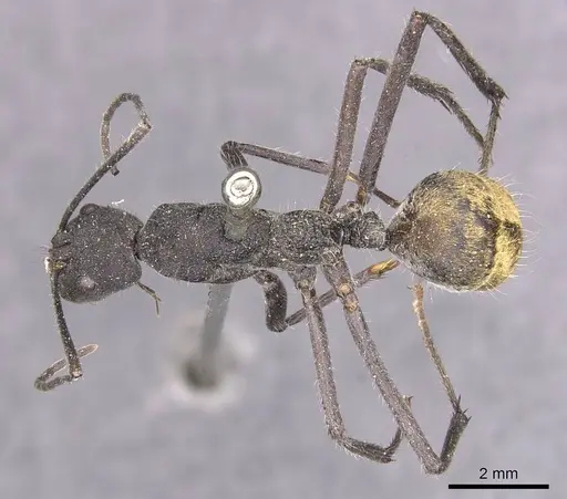 Camponotus auriventris - CASENT0905385