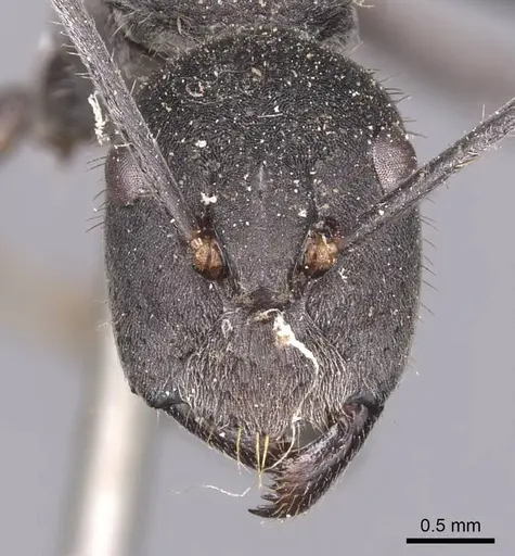 Camponotus auriventris - CASENT0905385