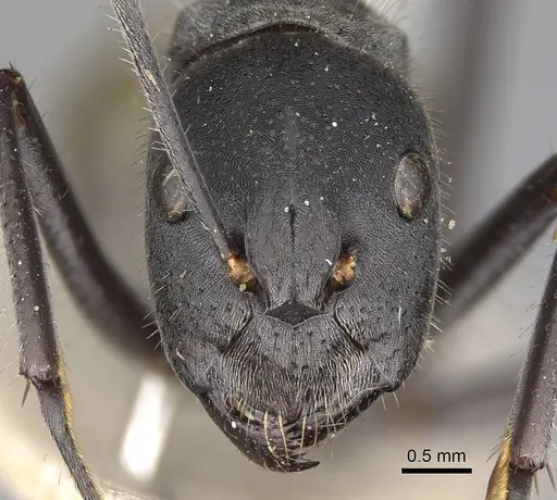 Camponotus auriventris - CASENT0906944