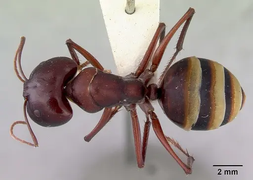 Camponotus aurocinctus specimen