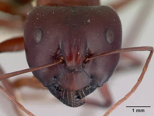 Camponotus aurocinctus specimen