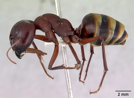 Camponotus aurocinctus specimen
