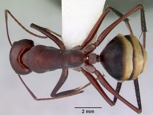 Camponotus aurocinctus - CASENT0172174