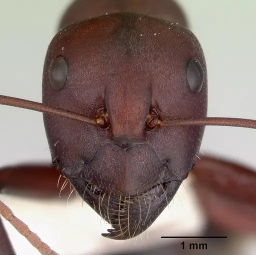 Camponotus aurocinctus - CASENT0172174