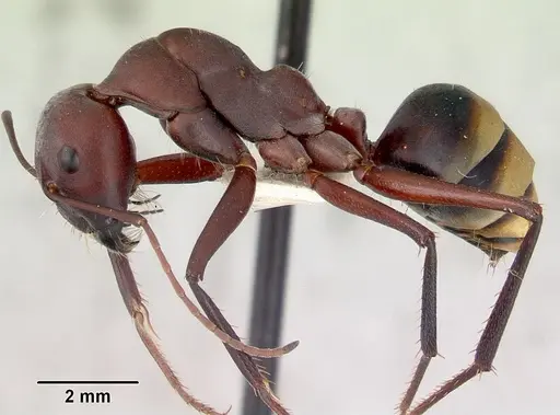 Camponotus aurocinctus - CASENT0172174