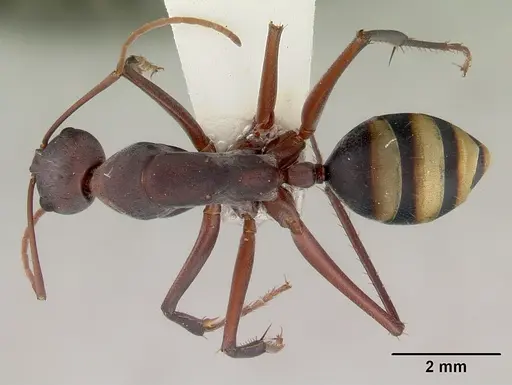 Camponotus aurocinctus - CASENT0172175