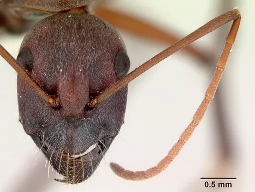 Camponotus aurocinctus - CASENT0172175