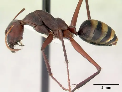 Camponotus aurocinctus - CASENT0172175