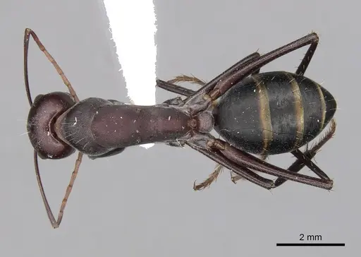 Camponotus aurocinctus - CASENT0280202