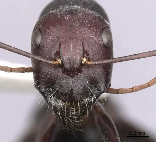 Camponotus aurocinctus - CASENT0280202