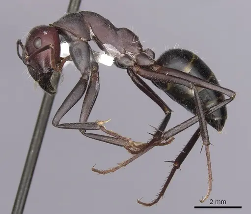 Camponotus aurocinctus - CASENT0280202