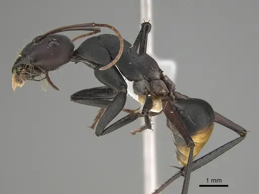 Camponotus aurocinctus - CASENT0887685