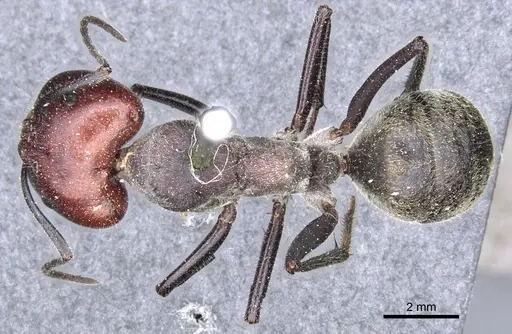 Camponotus aurocinctus - CASENT0903544