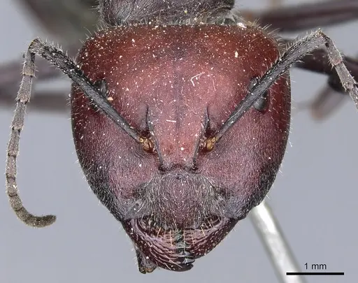 Camponotus aurocinctus - CASENT0903544