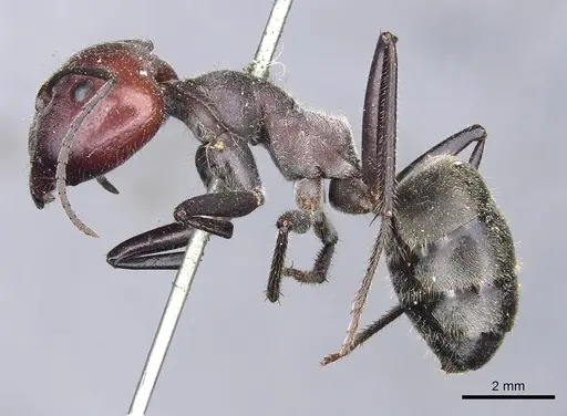 Camponotus aurocinctus - CASENT0903544