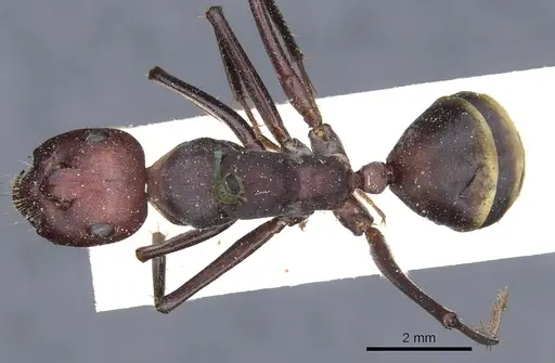 Camponotus aurocinctus - CASENT0903545