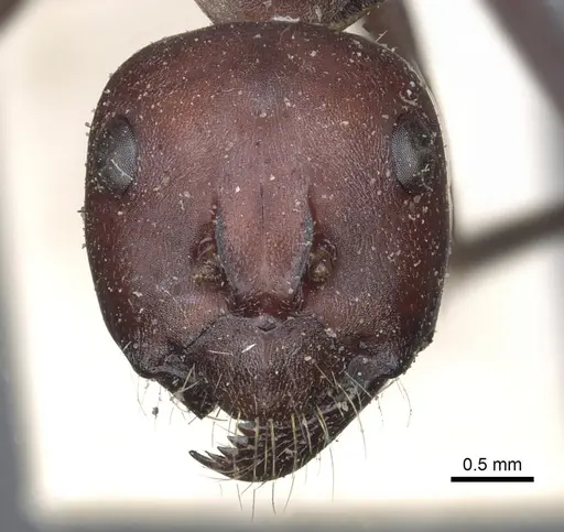 Camponotus aurocinctus - CASENT0903545