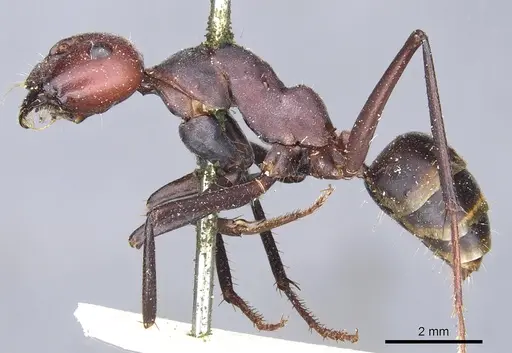 Camponotus aurocinctus - CASENT0903545