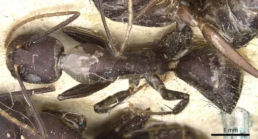 Camponotus aurocinctus - CASENT0903551