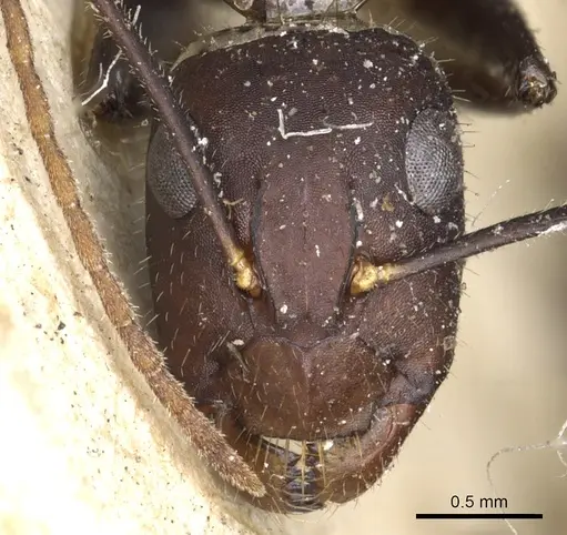 Camponotus aurocinctus - CASENT0903551