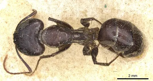 Camponotus aurocinctus - CASENT0903552